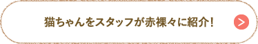 猫ちゃんをスタッフが赤裸々に紹介！